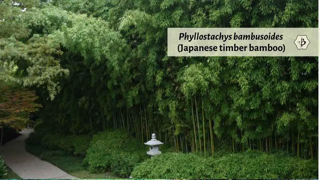 Phyllostachys bambusoides: Japanese Timber Bamboo