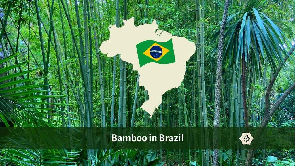 Bamboo in Brazil: Industry and forestry