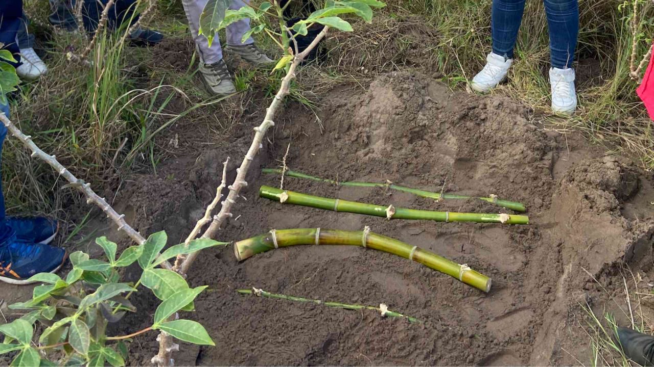 3 Ways of propagating bamboo and one is pretty easy - Bambu Batu
