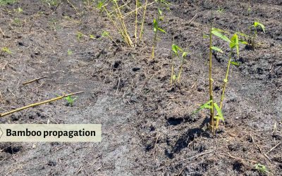 3 Ways of propagating bamboo and one is pretty easy