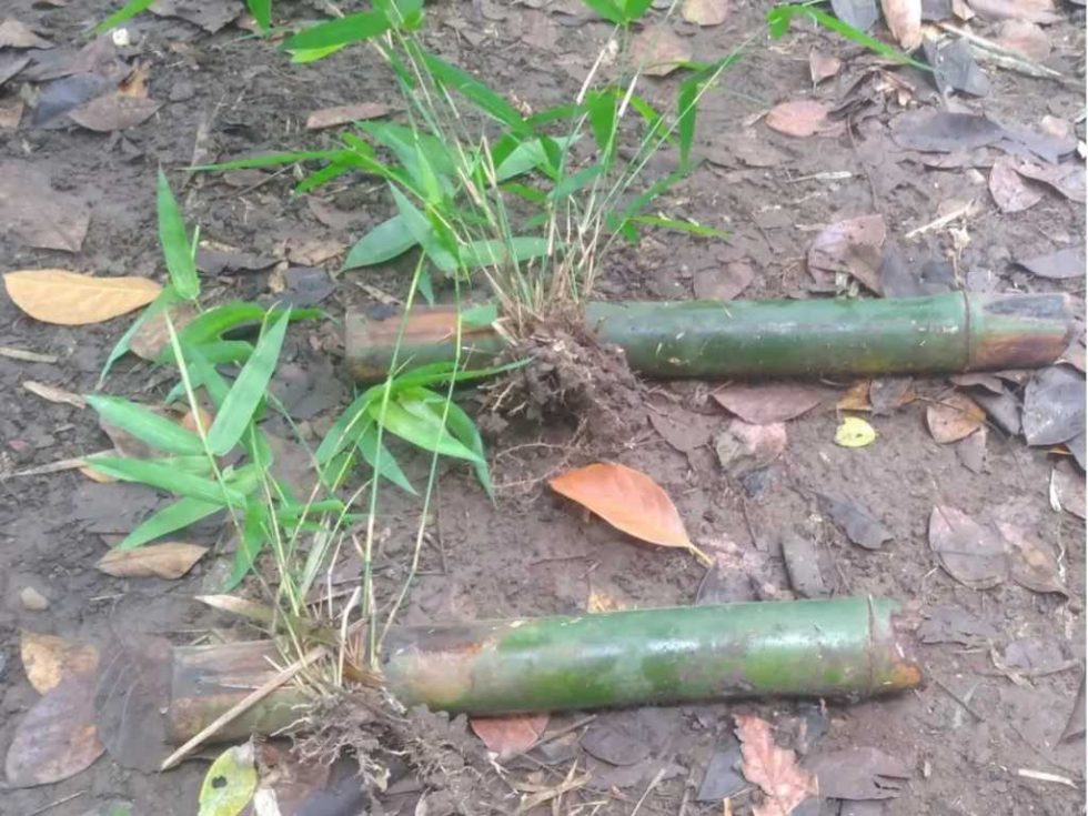 The most invasive varieties of bamboo - Bambu Batu