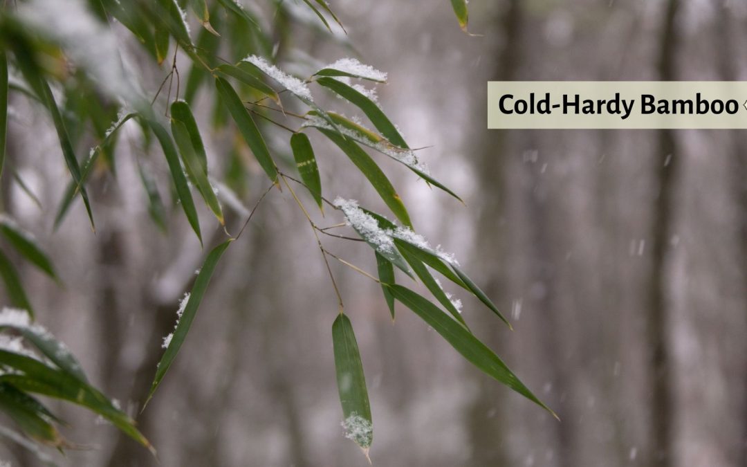 Cold Hardy Bamboo species feature