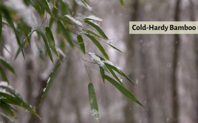 15 Cold Hardy Bamboos for Snowy Climates
