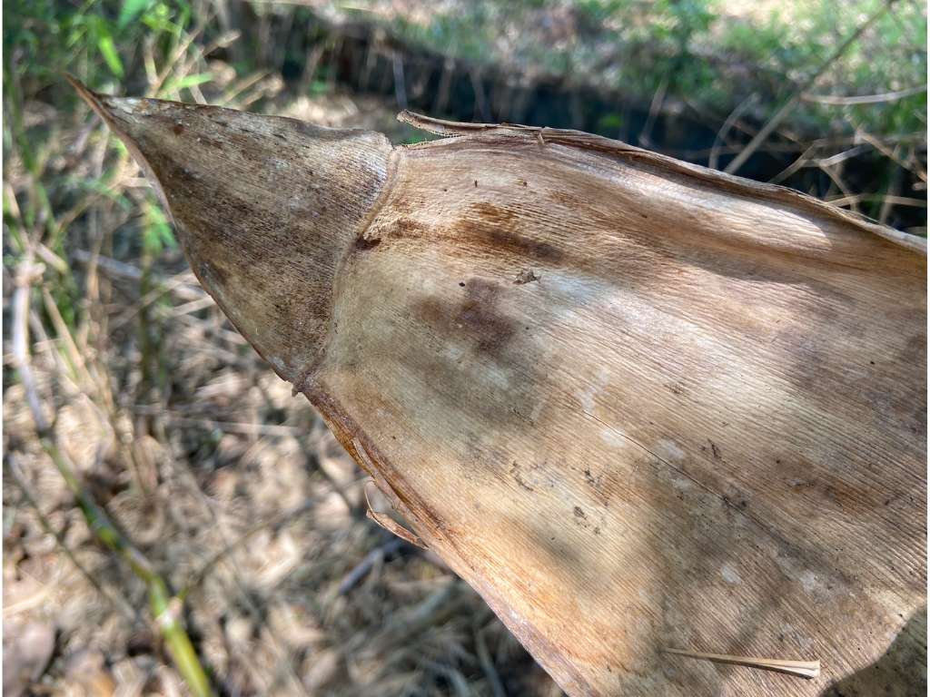 Culm Sheath strictus