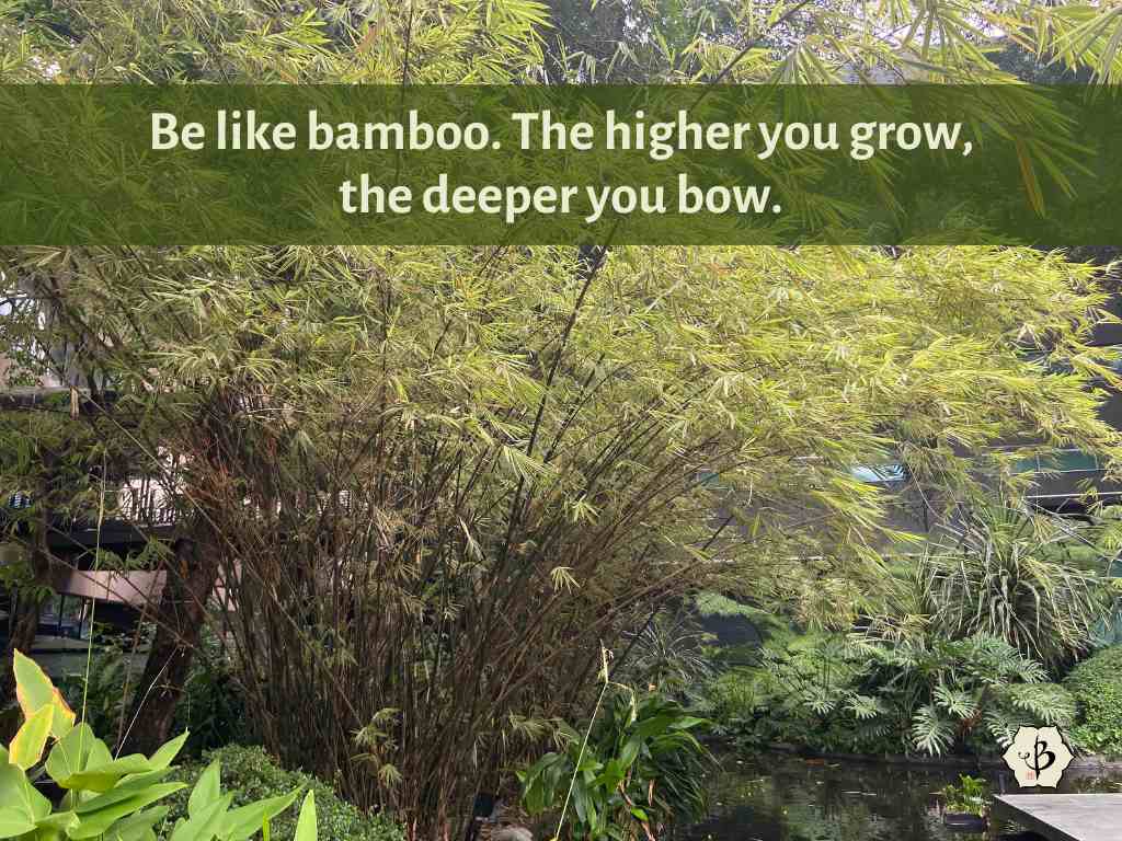 Higher bamboo proverb