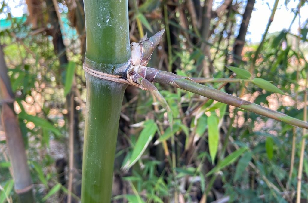 Nodal joint Bambusa balcooa