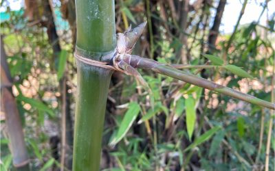 Bambusa balcooa: Beema bamboo for better biomass