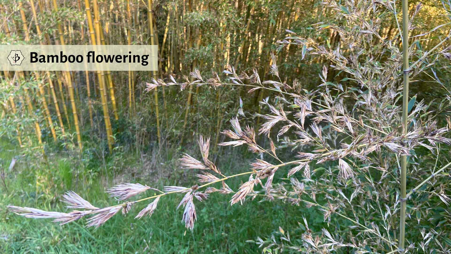 Bamboo Flowering: A botanical phenomenon - Bambu Batu