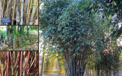 Bamboo Species Identification: A gallery of grasses