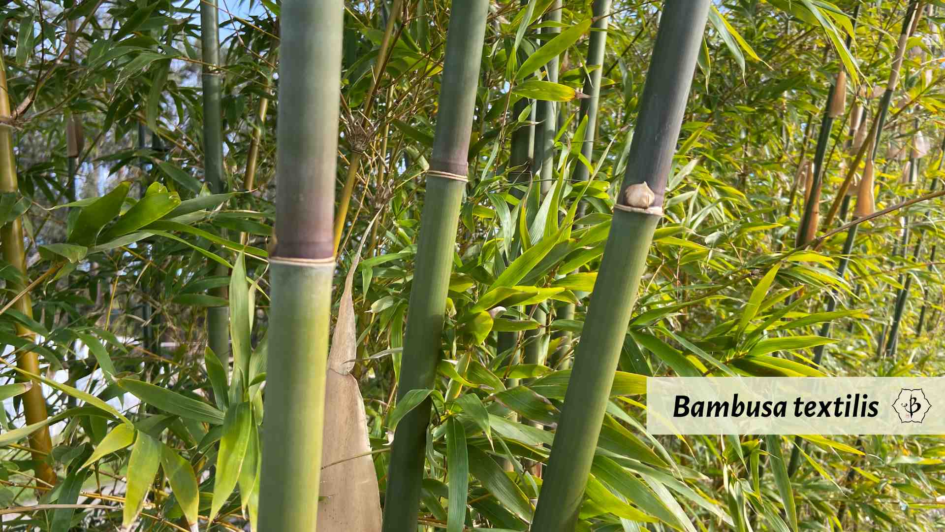 Bambusa textilis culms Portugal