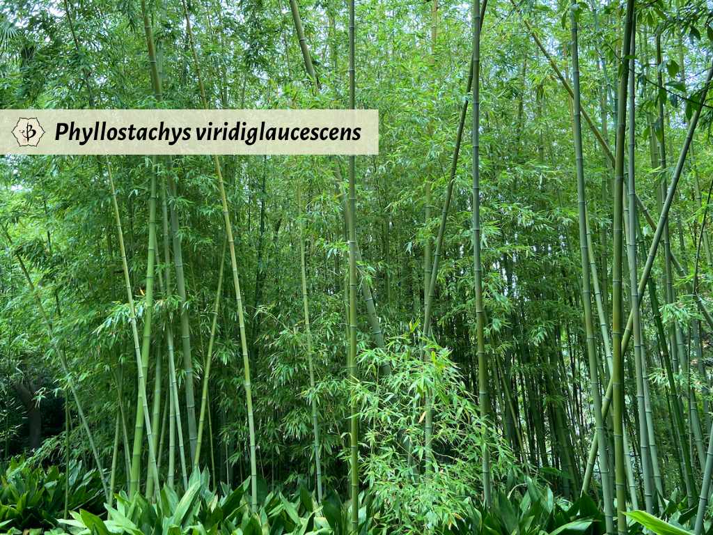 Phyllostachys viridiglaucescens Hornaday Spain