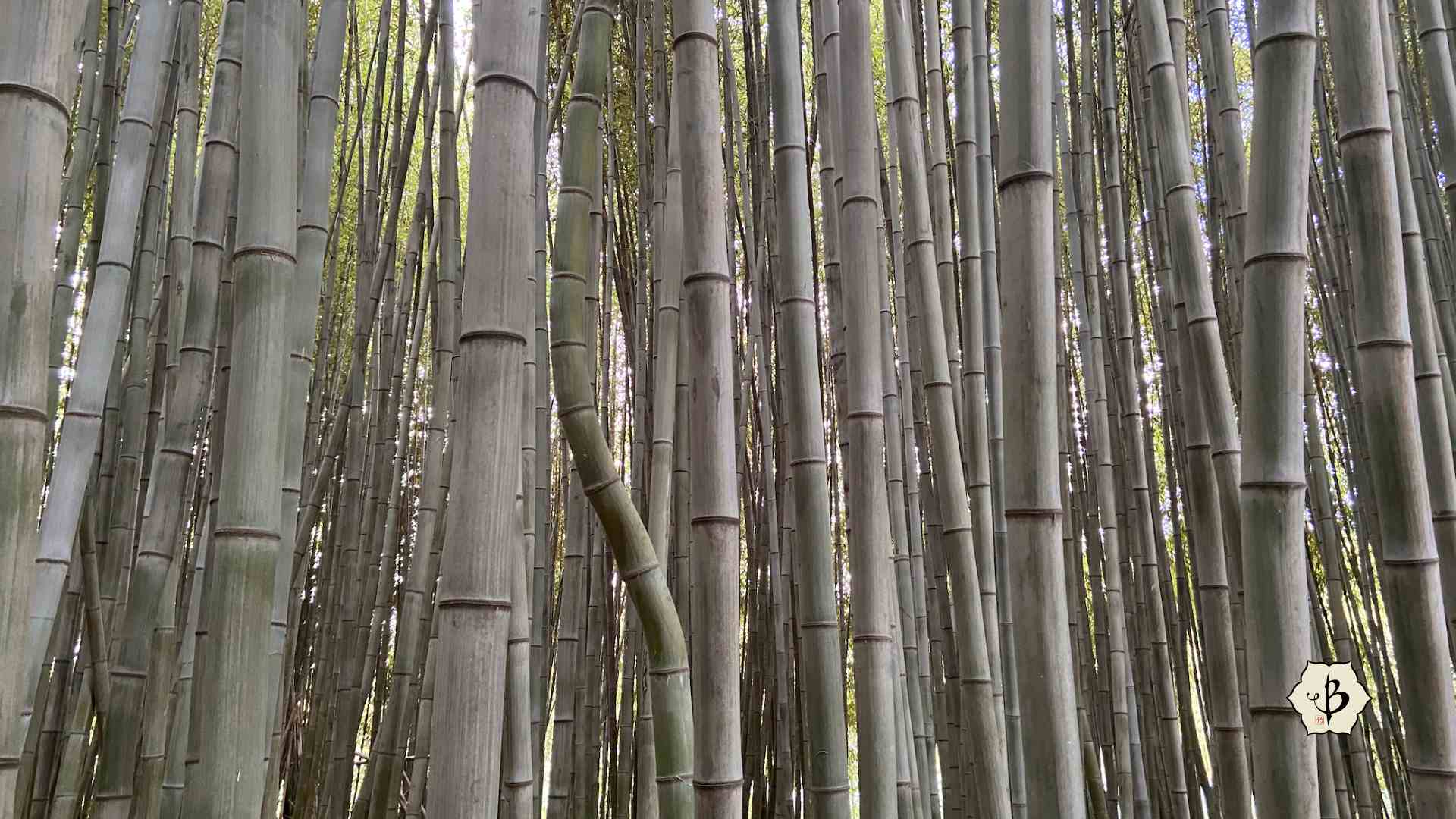 Phyllostachys viridiglaucescens culms