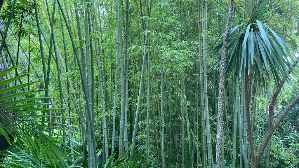 Phyllostachys viridiglaucescens green bamboo