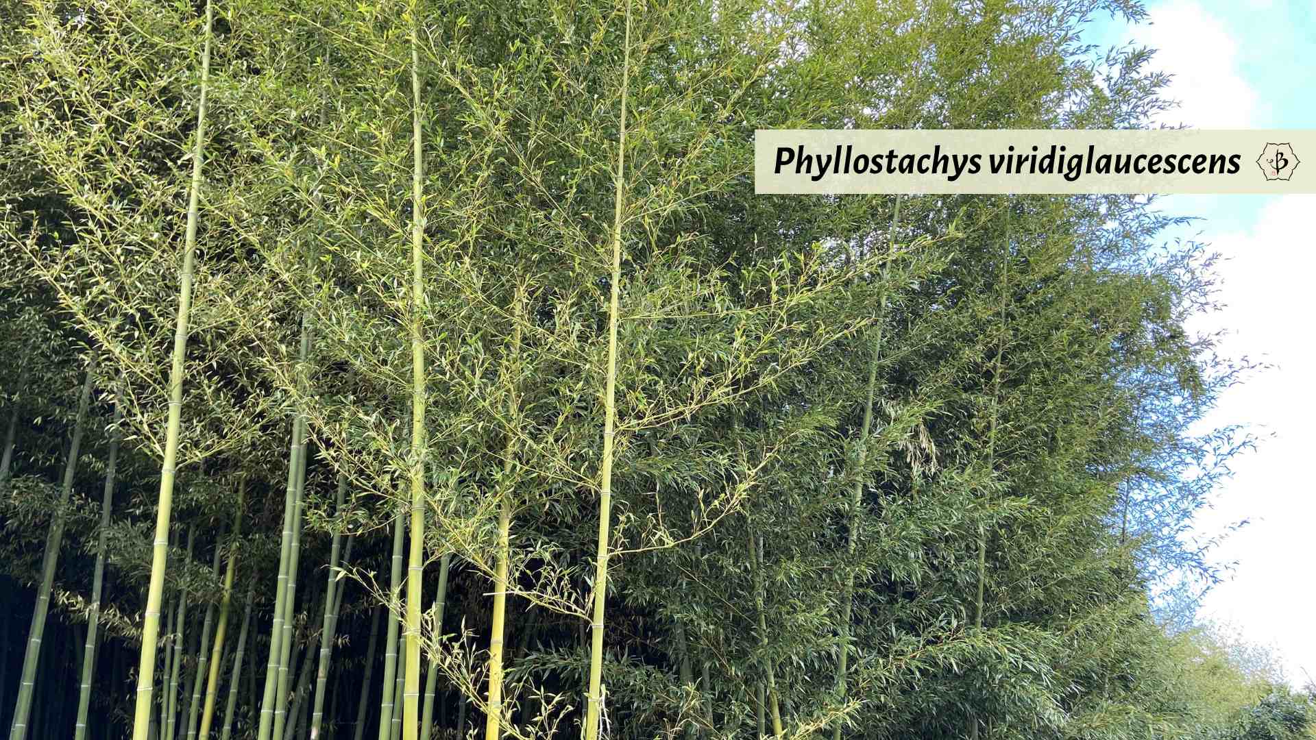 Phyllostachys viridiglaucescens in South of France