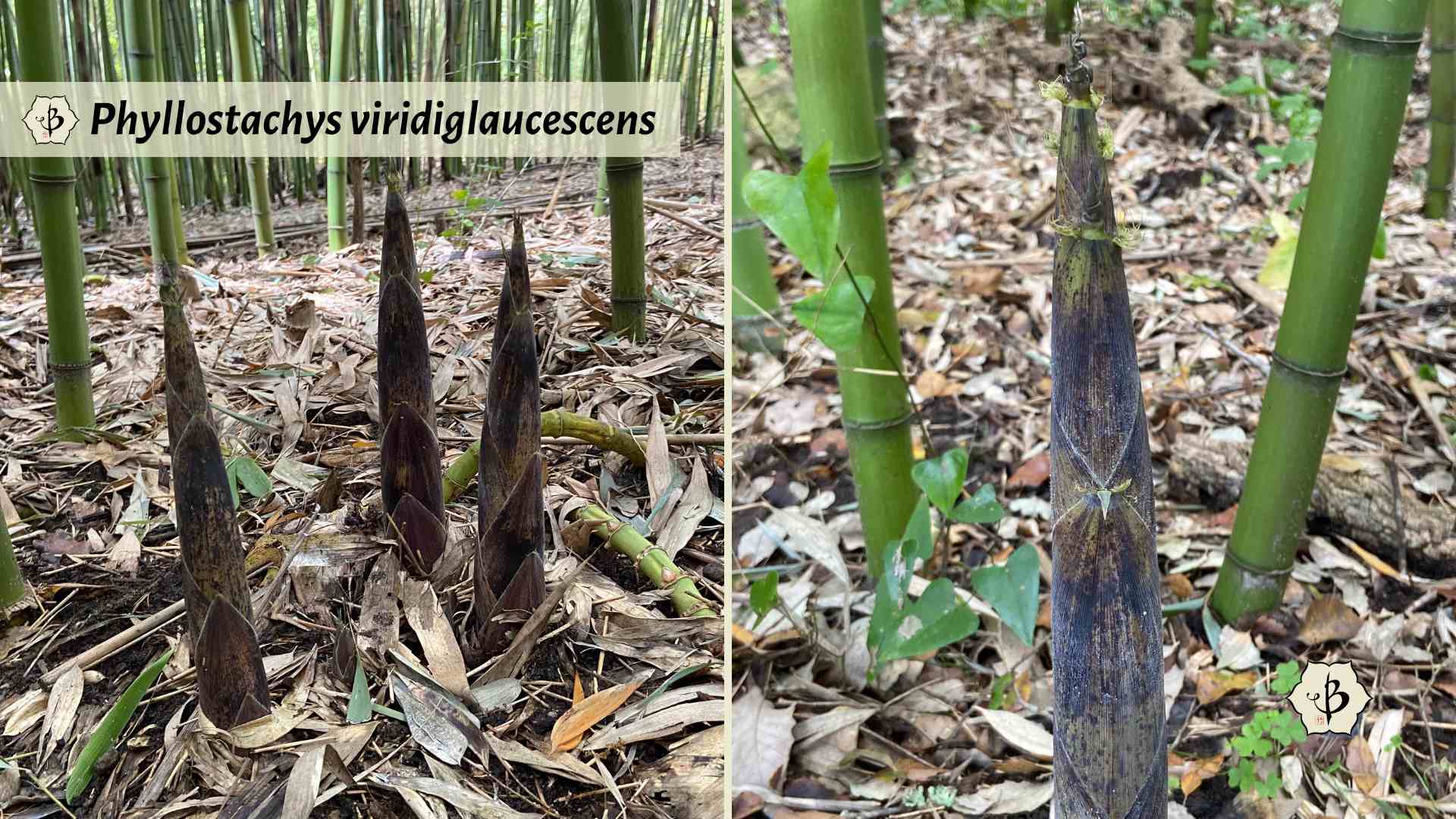 Phyllostachys viridiglaucescens shoots