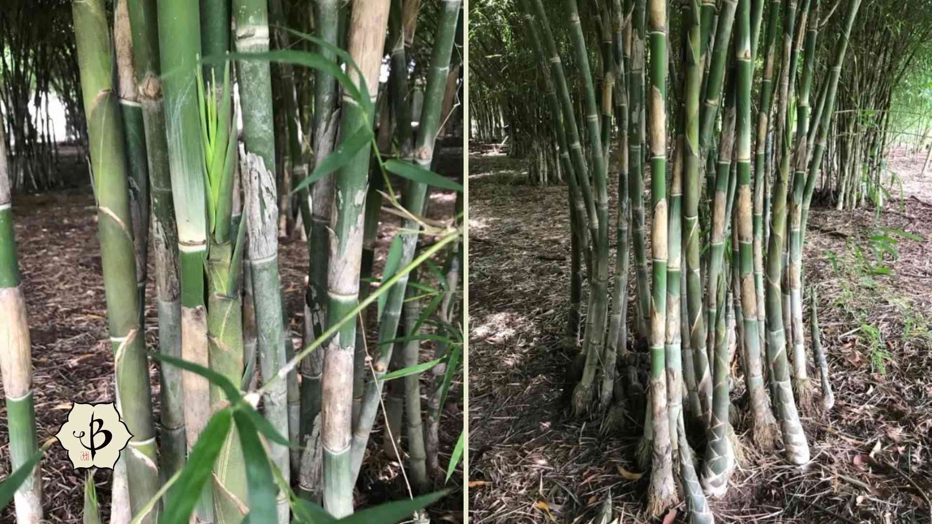 Tam Vong Solid Bamboo Wolf