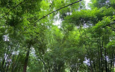 Thyrsocalamus liang: Natural bamboo hybrid of Thailand