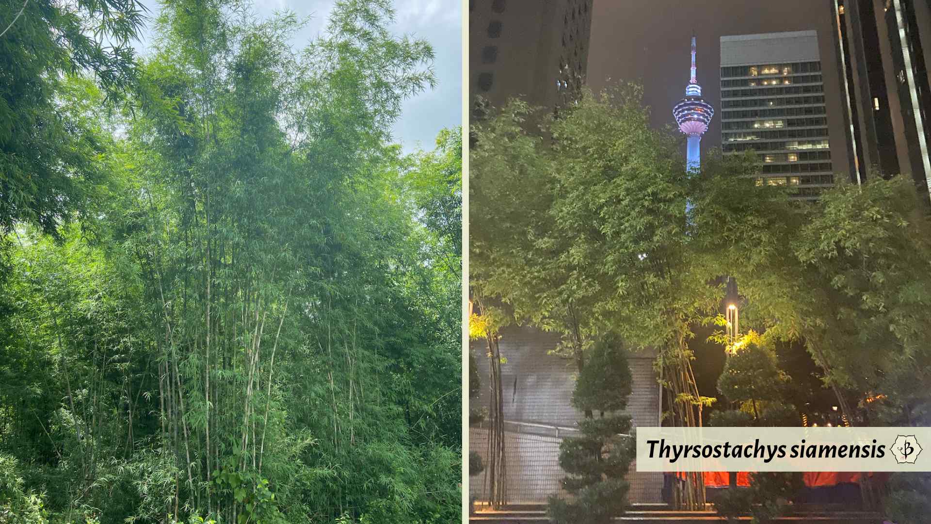 Thyrsostachys siamensis species Hornaday