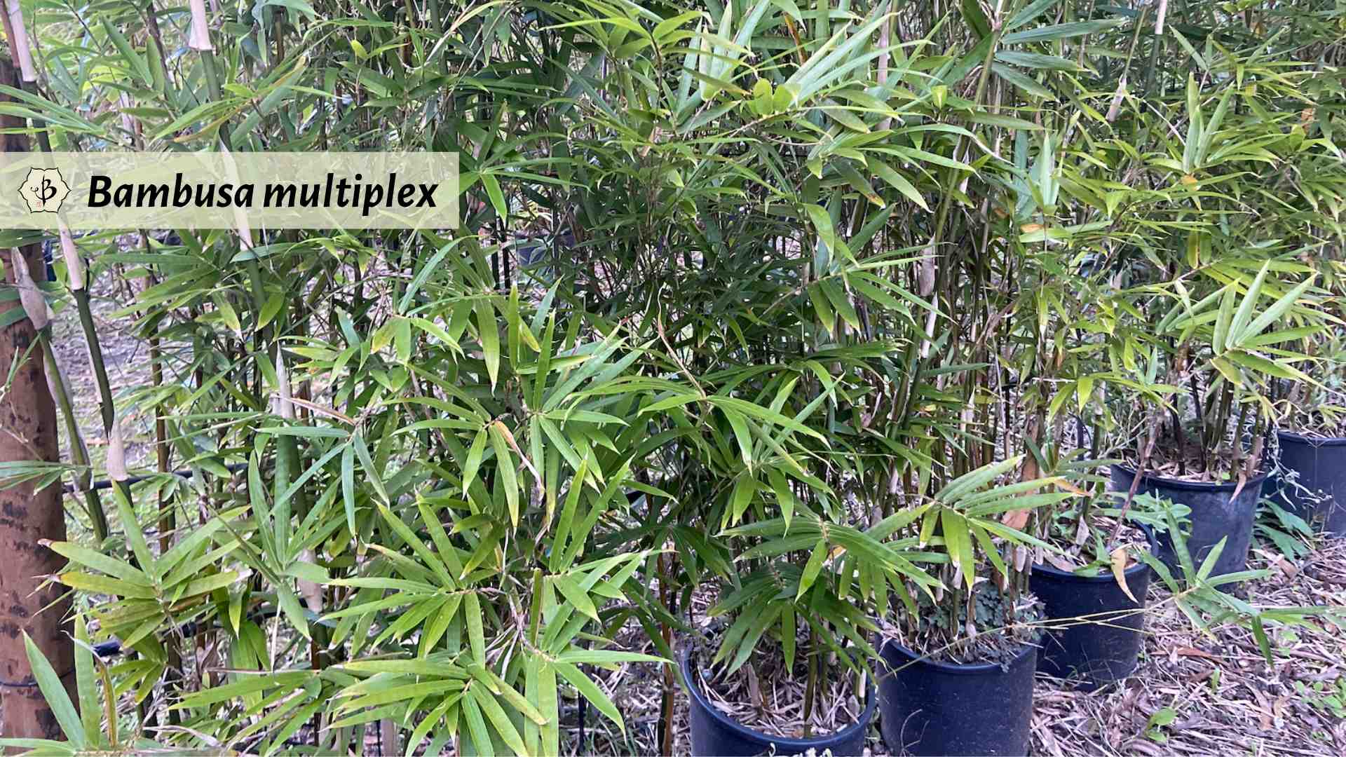 Bambusa multiplex bamboo in pots