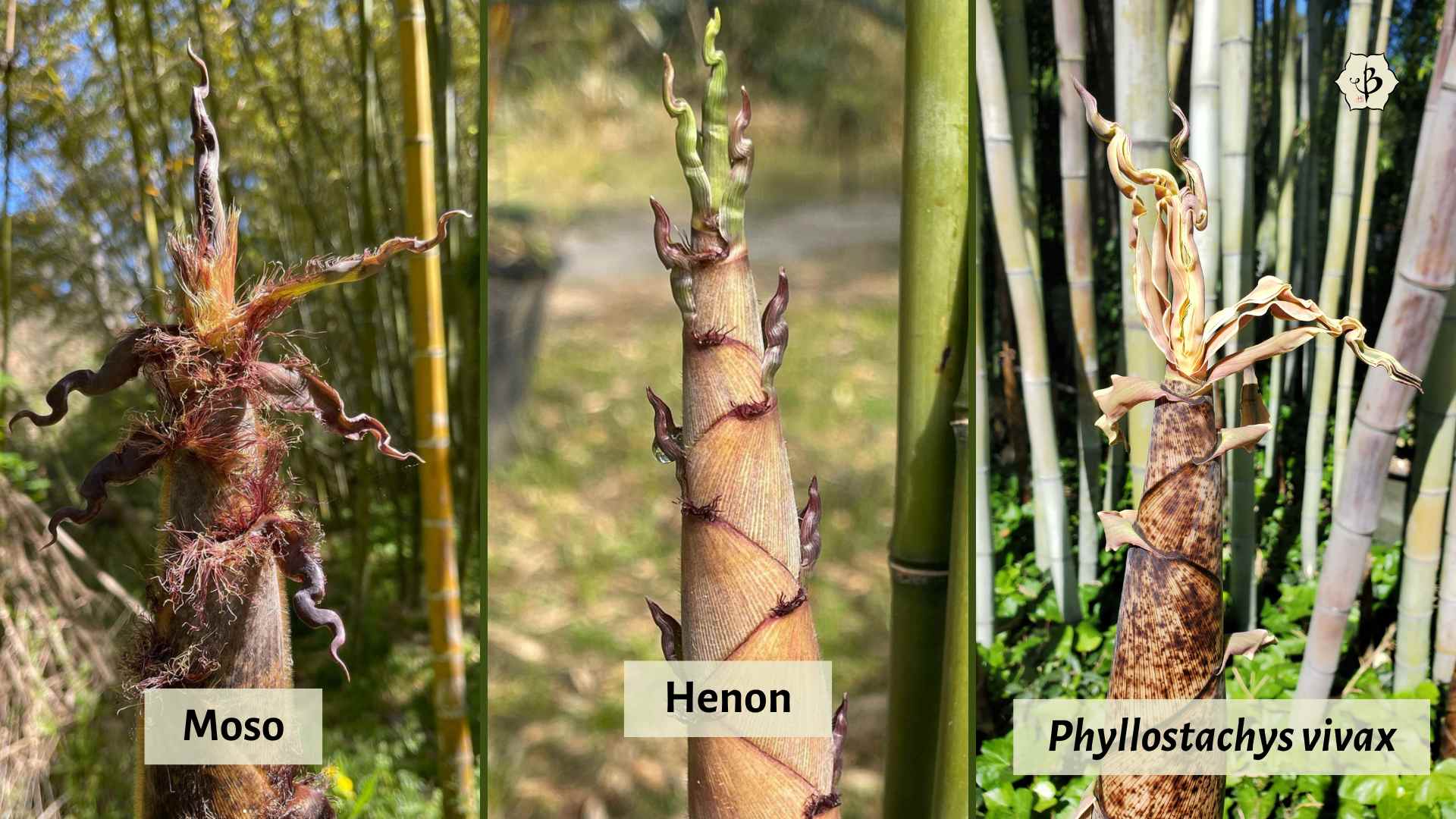 Phyllostachys bamboo species shoots