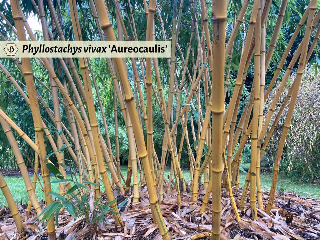 Phyllostachys vivax Aureocaulis culms