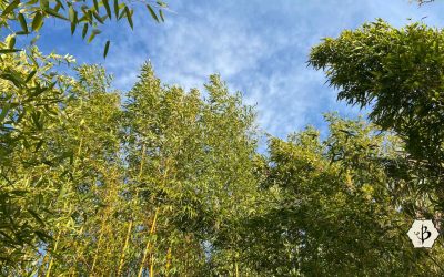 Phyllostachys vivax: Running timber bamboo