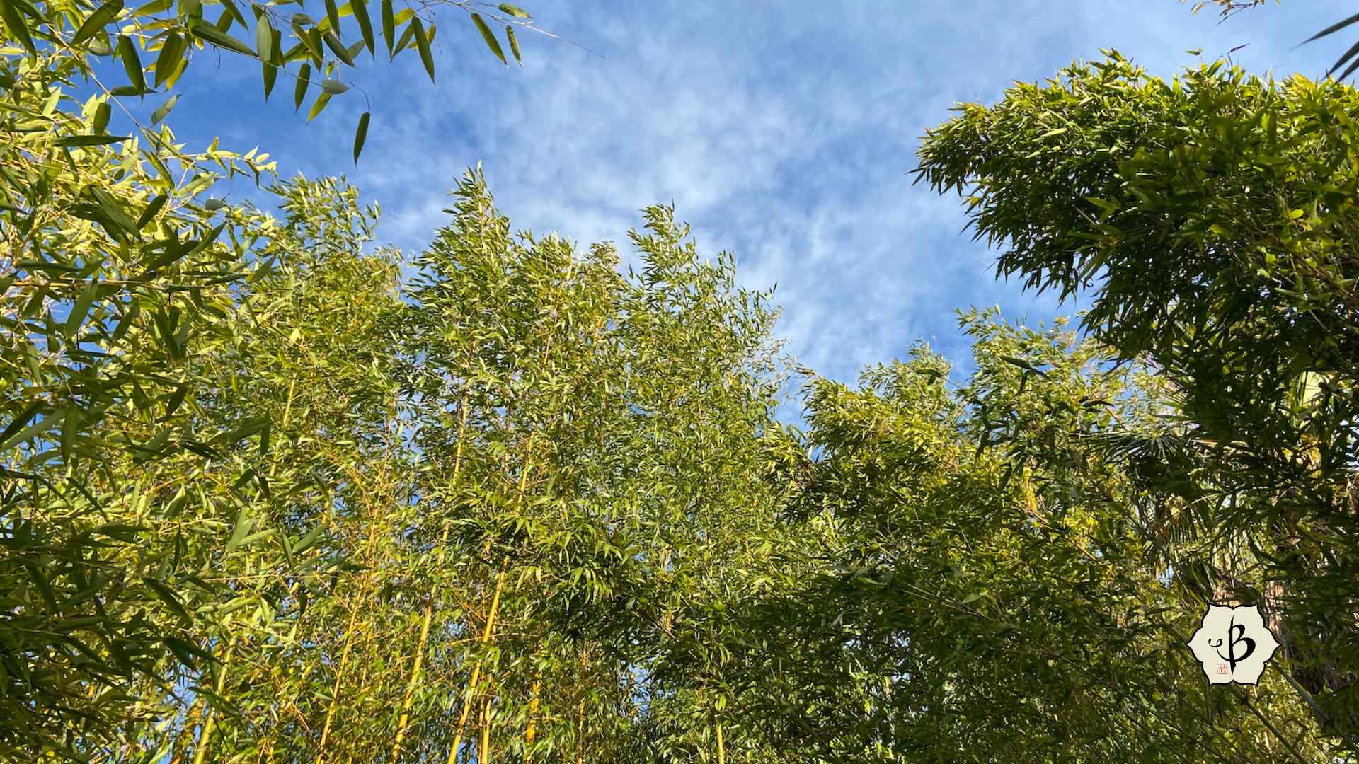 Phyllostachys vivax California