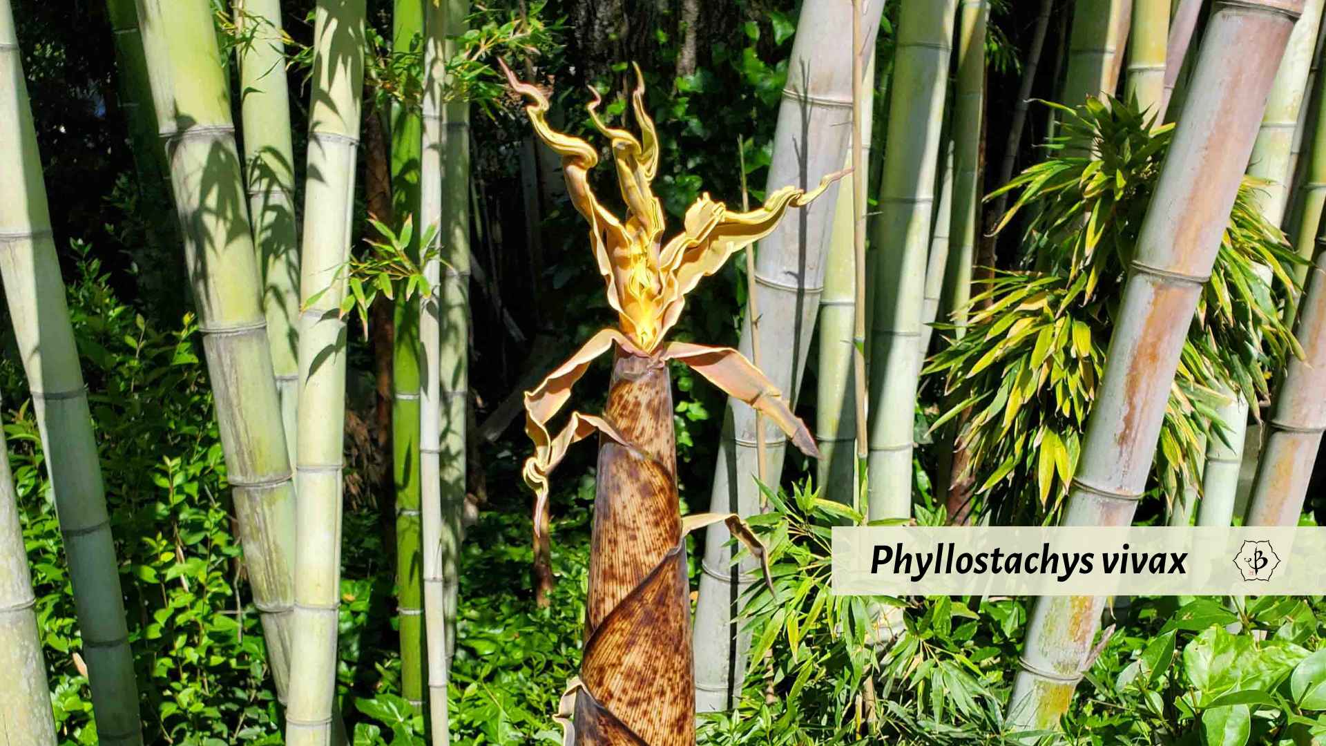 Phyllostachys vivax Greg Hachigian