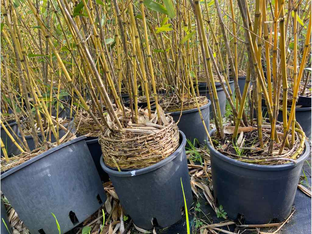 Rootbound running bamboo in pots