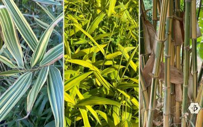 Bamboo with Stripes: Variegated varieties