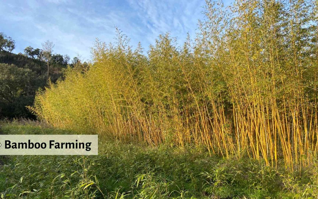 Bamboo Farming landscape