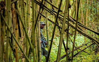 Bamboo in Rwanda: African oasis