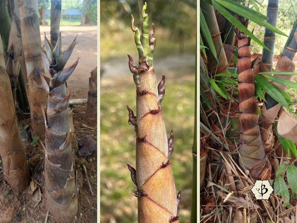 Bamboo Shoots Polymorpha Henon Giganteus