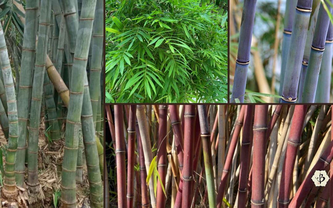 How many species of bamboo