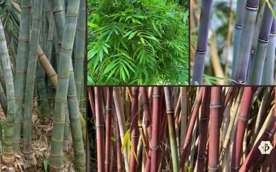 How many species of bamboo are there?