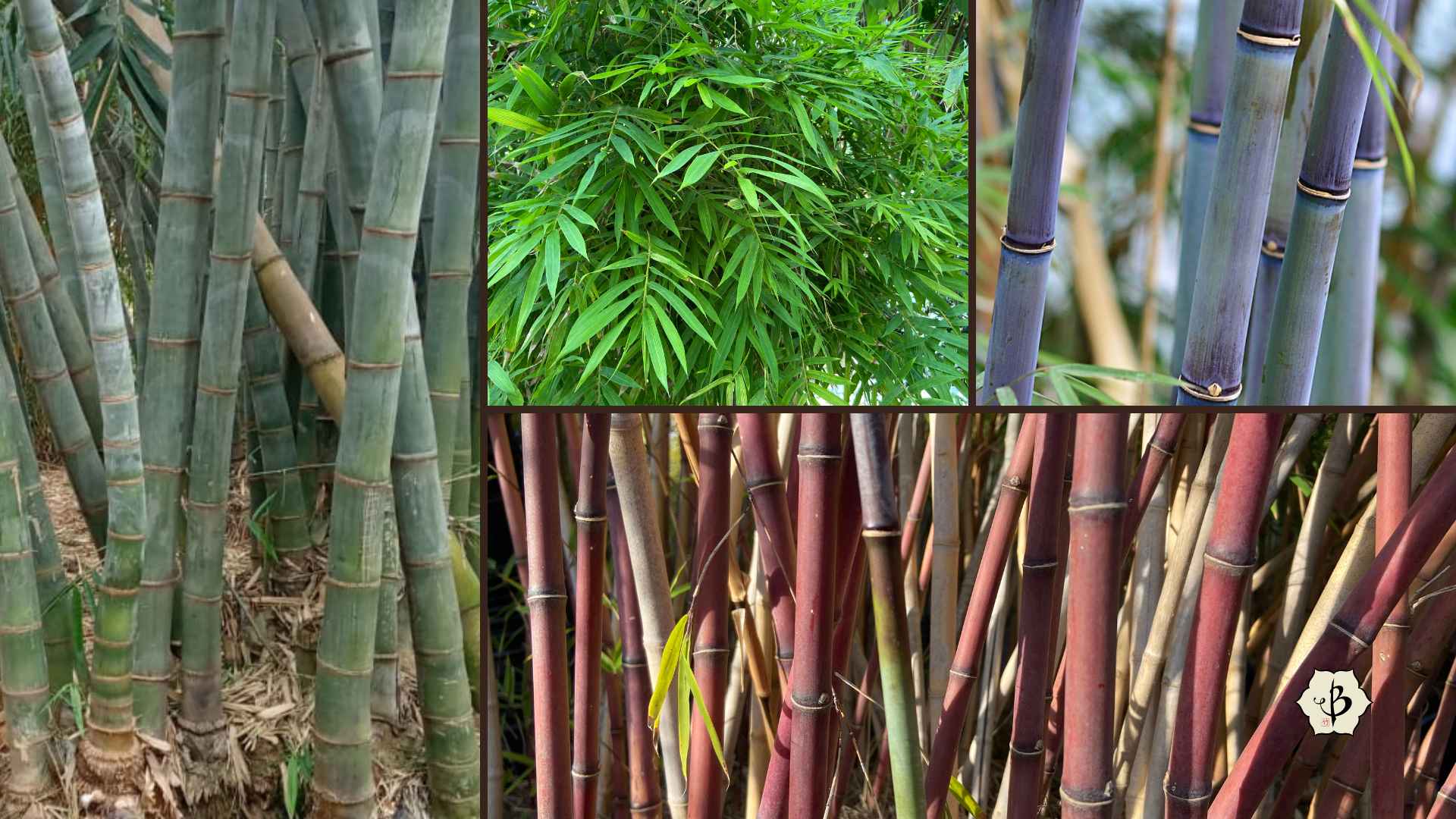 How Many Species Of Bamboo Are There Bambu Batu