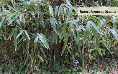 Indocalamus latifolius: compact, slender, solid bamboo
