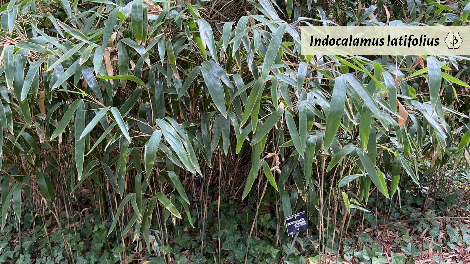 Indocalamus latifolius France Hornaday