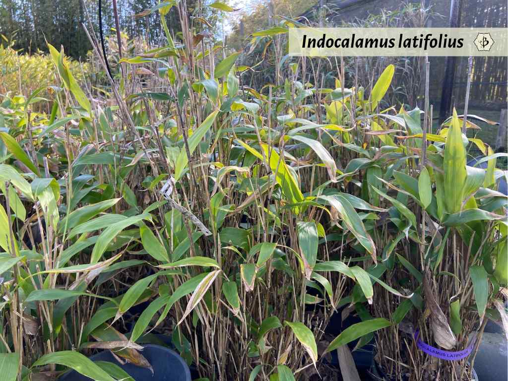 Indocalamus latifolius Portugal Hornaday