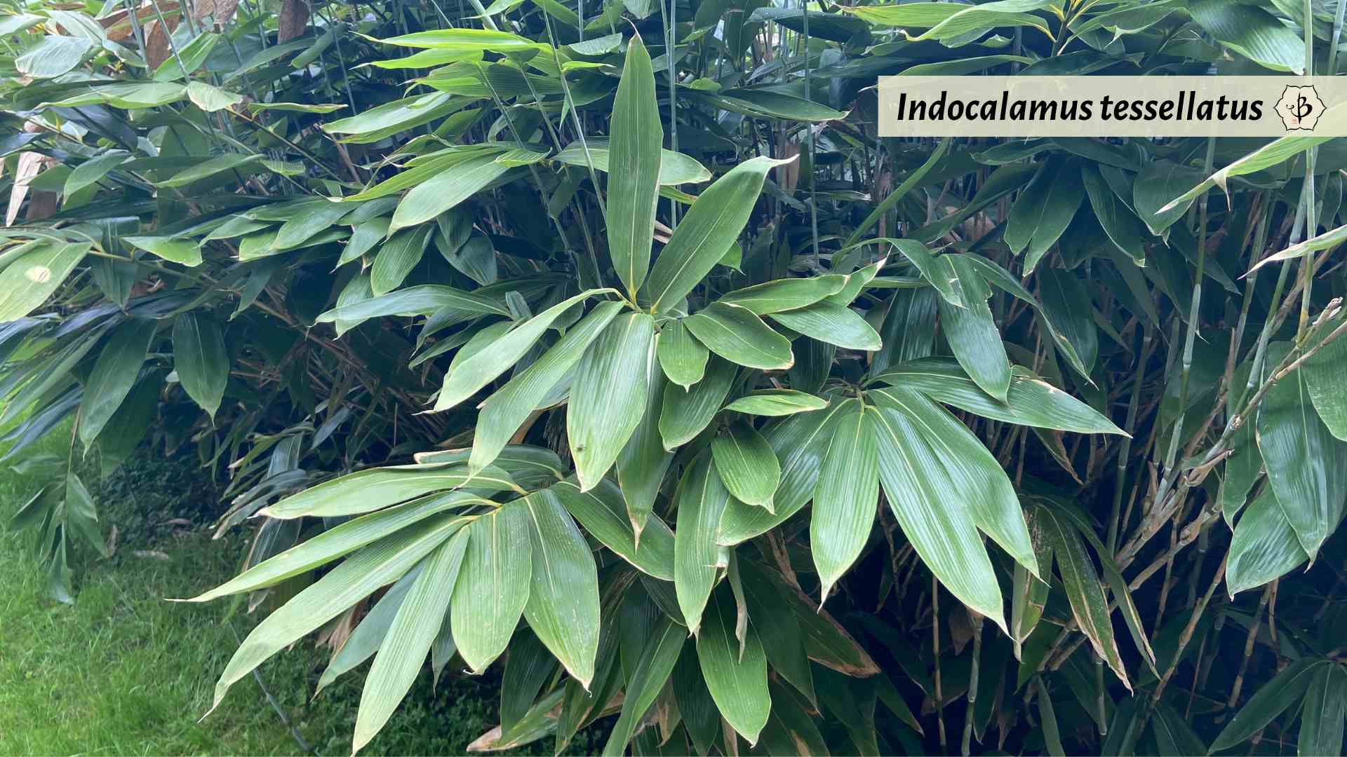 Indocalamus tessellatus giant leaf bamboo