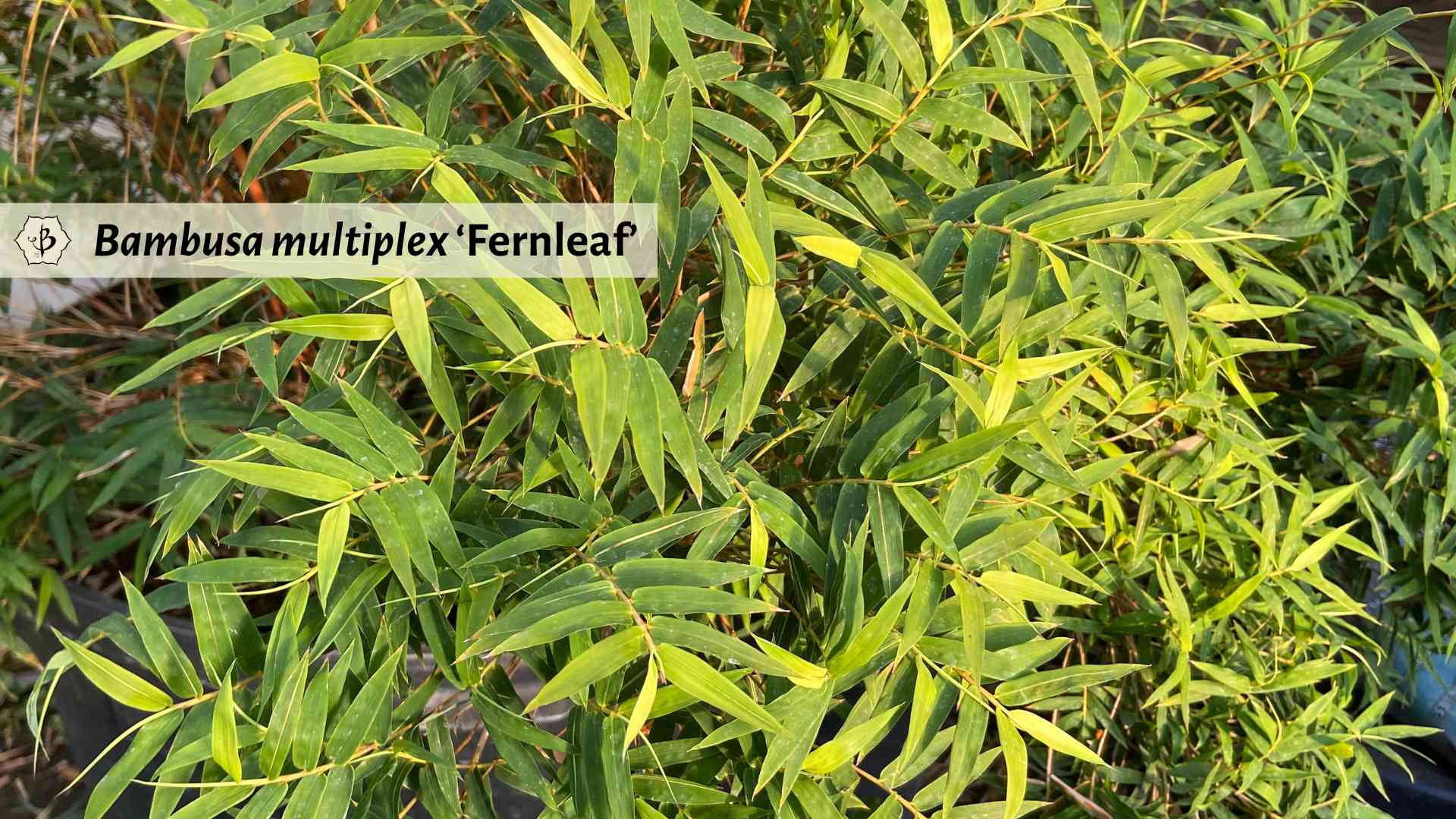 Bambusa multiplex Fernleaf California