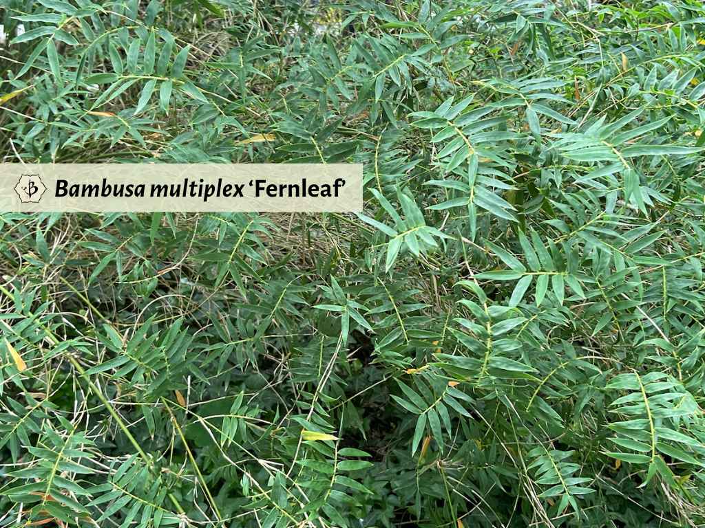 Bambusa multiplex Fernleaf Hornaday