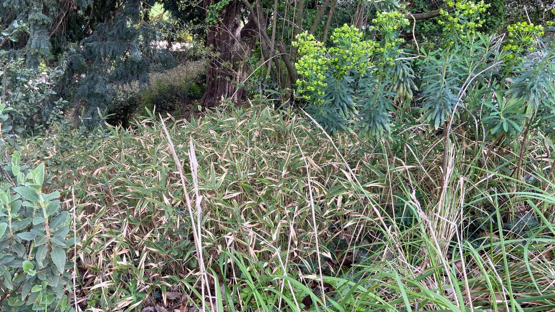 Dwarf bamboo in garden