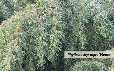 Phyllostachys ‘Henon’: Giant Gray Bamboo