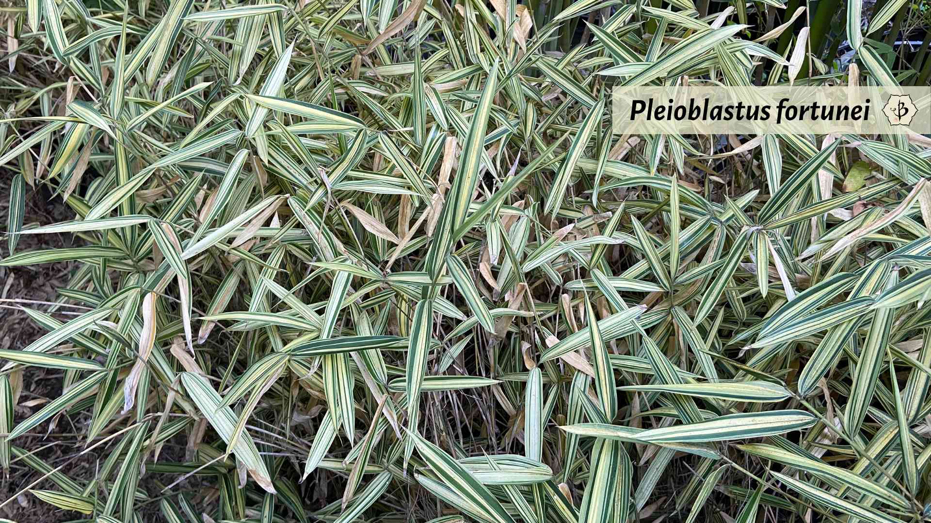 Pleioblastus fortunei Sonoma Hornaday