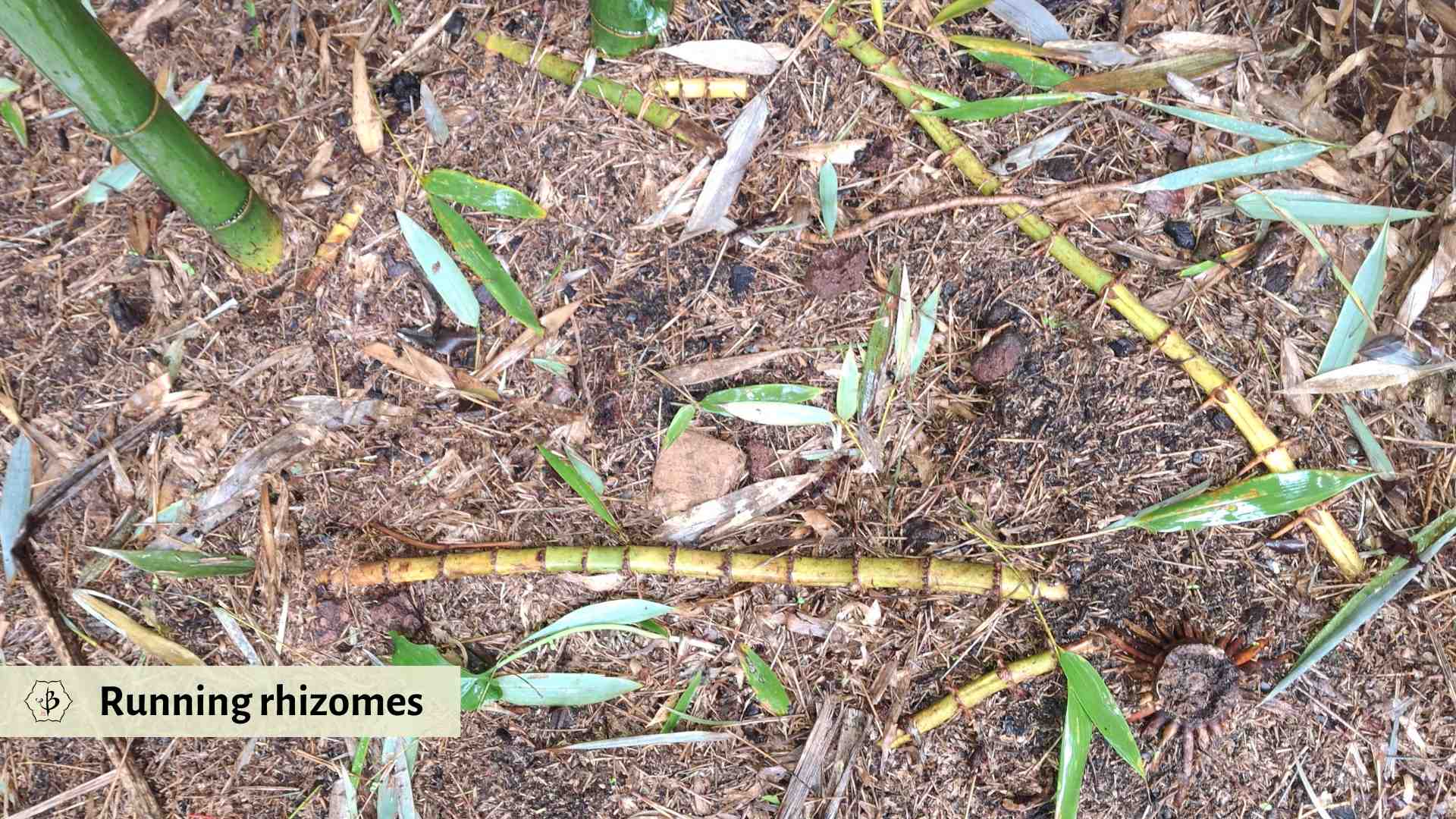 Running bamboo rhizomes A Clark