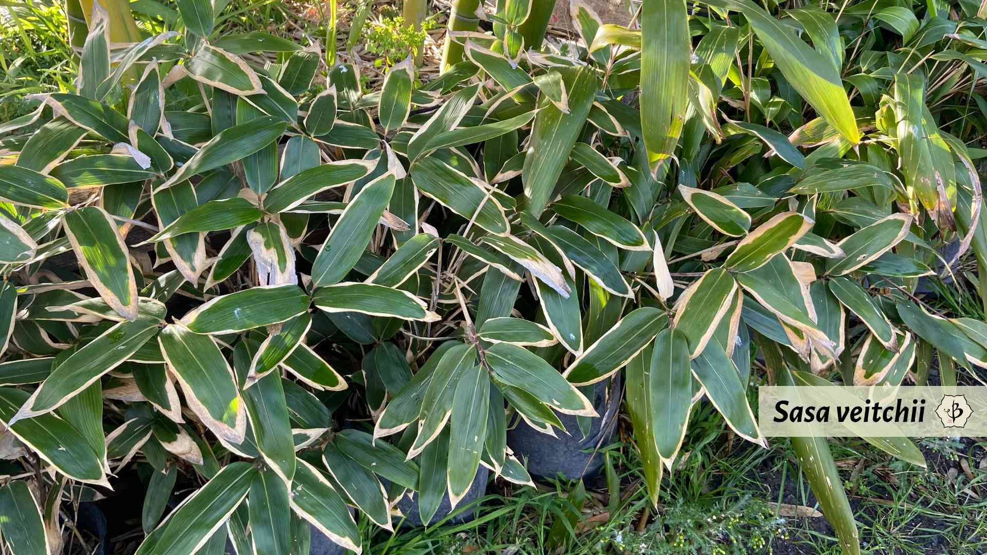 Sasa veitchii Sonoma Hornaday