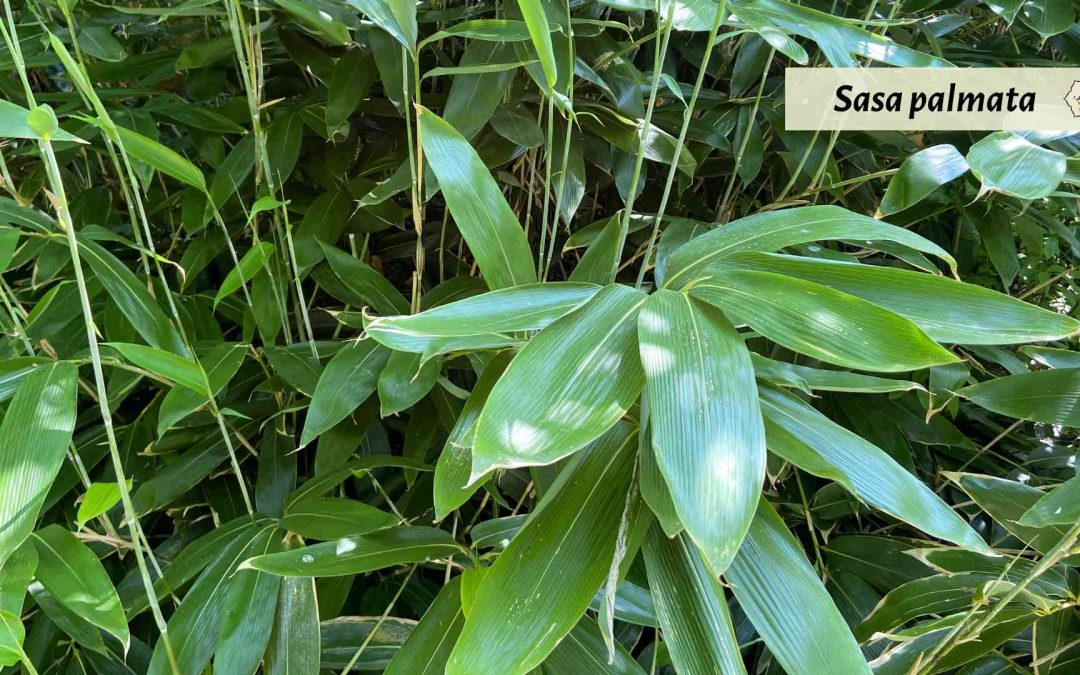 Genus Sasa: Japanese wide-leaf bamboo