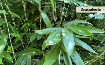 Genus Sasa: Japanese wide-leaf bamboo