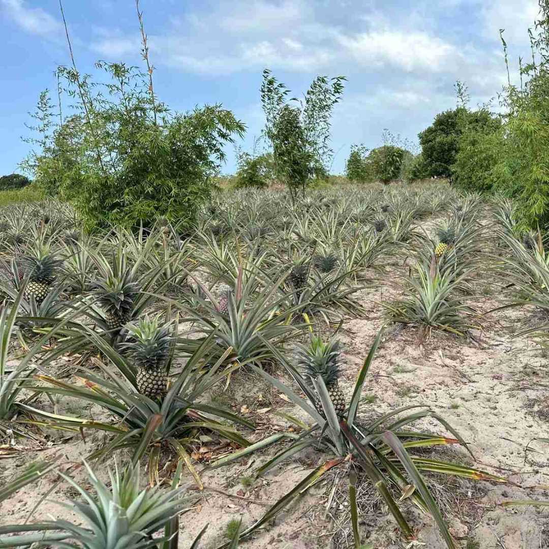 Bamboo mix in Mozambique